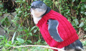 beliefnet astrology matthew currie penguin sweater