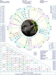 matthew currie koko gorilla astrology