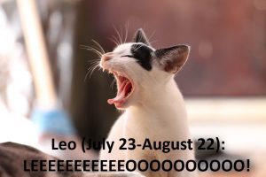 matthew currie astrology kitten LEO