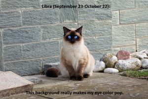 matthew currie astrology kitten LIBRA