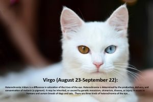 matthew currie astrology kitten VIRGO