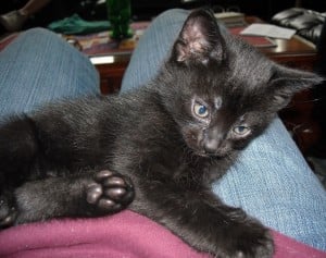 Black kitten photo by Steve Henderson Fine Art