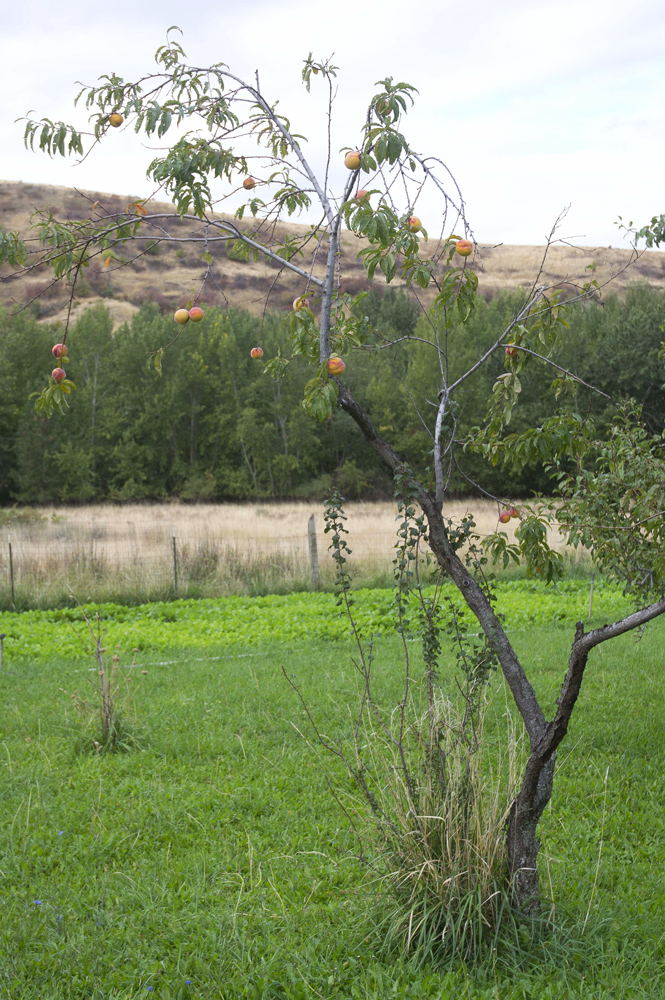 This is our pathetic nectarine tree, which has been providing 2-4 pieces of fruit, everyday, for weeks. Not so pathetic after all. Photo credit Steve Henderson Fine Art.