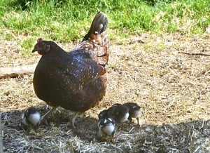 Wise chicks stay close to the mother hen, and they listen for her voice. Photo credit Steve Henderson Fine Art.