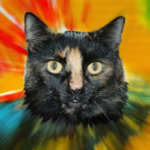 Pscyho Kitty photo by Steve Henderson Fine Art