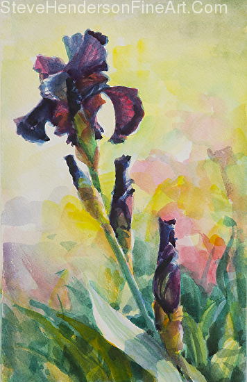 Purple Iris inspirational original watercolor painting by Steve Henderson, licensed prints at light in the box and framed canvas art.