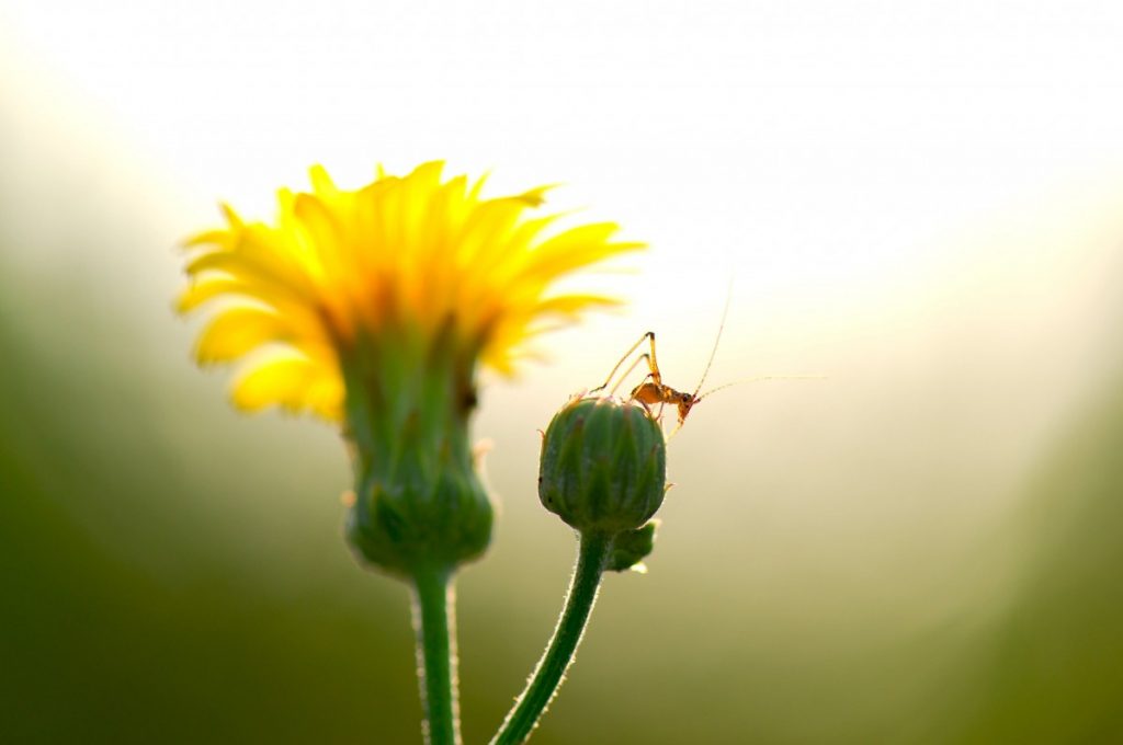 summer_flowers_insects_cub_i_am_happy_to_harmony_backlight-1099552.jpg!d