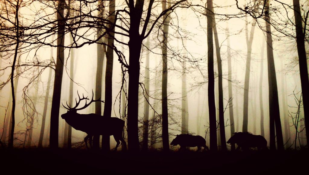 https://www.maxpixel.net/Animals-Nature-Forest-Trees-Hirsch-Fog-Wild-Boars-1818690