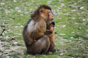 cute-animals-monkeys-young
