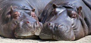 hippo-mammal-wildlife-nature