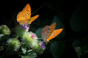 silver-bordered-fritillary-butterfly-nature-orange (1)