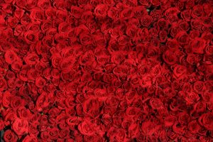 rose-roses-flowers-red-54320