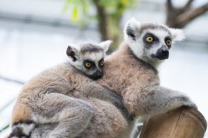 lemur-eyes-child-kid-349751
