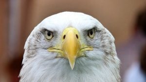 white-tailed-eagle-adler-bald-eagle-close-53151