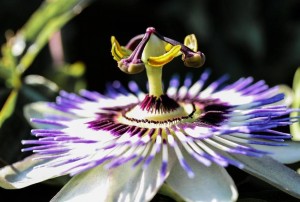passion flower | Terezia Farkas | depression help | Beliefnet