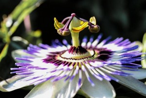 passionflower helps treat | anxiety | beliefnet | terezia farkas