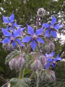 borage flower remedies for depression | Terezia Farkas | depression help | Beliefnet