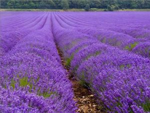 lavender flowers field