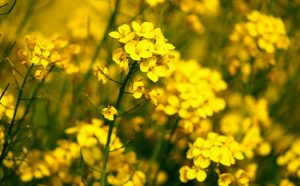 mustard flower remedies for depression | Terezia Farkas | depression help | Beliefnet