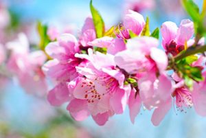 peach flower remedies for depression | Terezia Farkas | depression help | Beliefnet