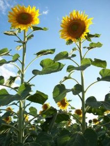 sunflower flower remedies for depression | Terezia Farkas | depression help | Beliefnet