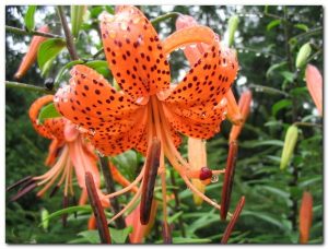 tiger lily healing properties | Terezia Farkas | depression help | Beliefnet