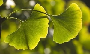 Gingko-biloba | Terezia Farkas | Beliefnet | depression help