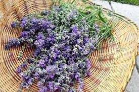 lavender | Terezia Farkas | depression help | Beliefnet