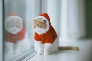 christmas depression| cat| Terezia Farkas | Beliefnet