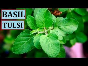 holy basil | Terezia Farkas | Beliefnet | depression help | tulsi