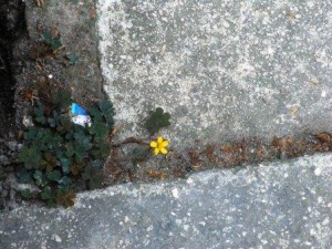 flower in cracks
