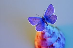 butterfly by Anatoli Styf