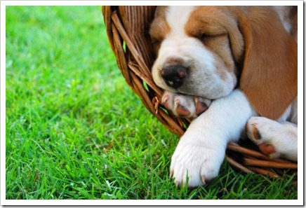 Relaxing Beagle puppy