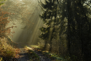 sunlight in the forest.jpg