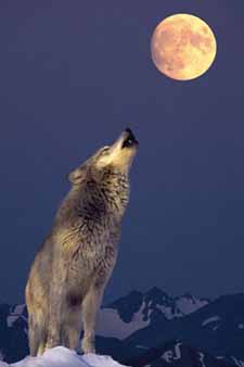 wolf moon.jpg