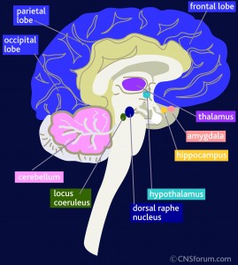 brain-anatomy-amygdala-hippocampus-269x300.jpg