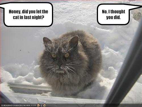 cat humor snow blizzard.jpeg