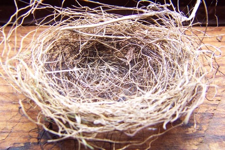 empty nest, smaller.jpg
