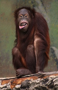 monkey laughing 2.jpg