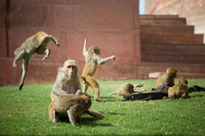 monkeys_w.jpg