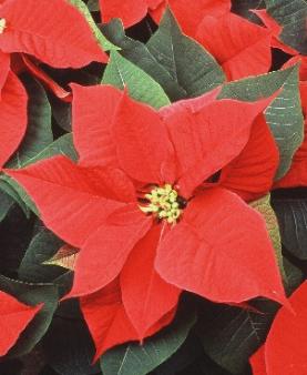 poinsettia.jpg