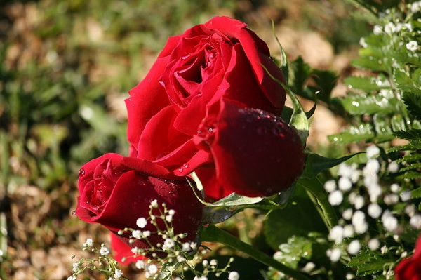 red roses, small.jpg