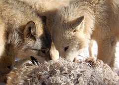 two wolves.jpg
