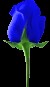 th_rose_clipart_picture16.jpg
