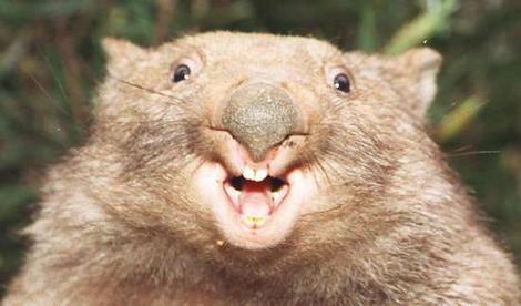 wombat_wideweb__470x2760.jpg
