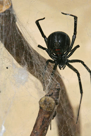 spider - Western black widoe.jpg