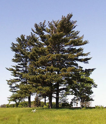 Pinus_strobus_trees.jpg