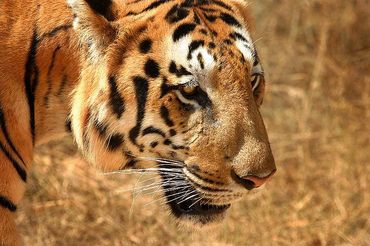 Tiger_in_South_India.jpg