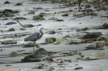 Thumbnail image for heron on Chito Beach.jpg