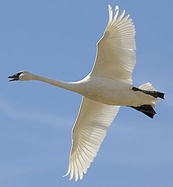 swan_flying.jpg